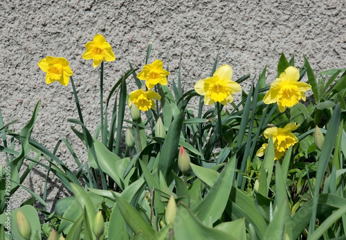 Fototapeta szwecja pąk ogród kwiat skandynawia
