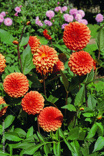 Obraz na płótnie kwiat dalia asteraceae korzeń