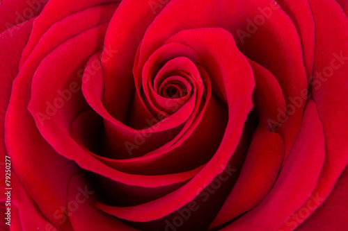 Fotoroleta kwiat rosa miłość różowate