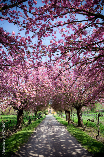Fototapeta Droga na farmę w Toskanii wiosną