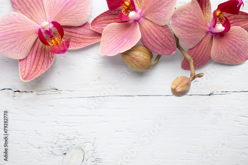 Naklejka kwiat roślina pąk tropikalny