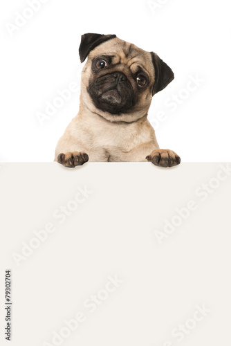 Obraz na płótnie pies wycierać uprzejmy transparent ściana