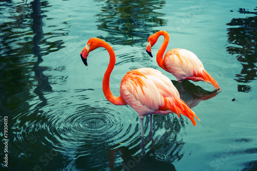 Plakat natura egzotyczny flamingo krajobraz ptak