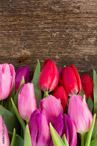 Fototapeta tulipan świeży kwiat natura