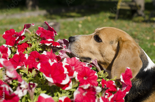 Fototapeta Pies i kwiaty