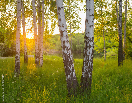 Fotoroleta słońce trawa natura północ piękny