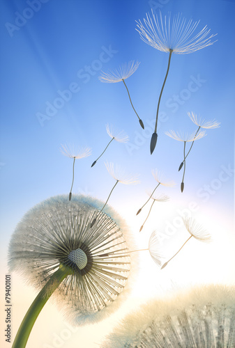 Plakat roślina mniszek niebo lato