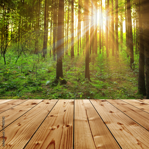 Fototapeta las bezdroża słońce