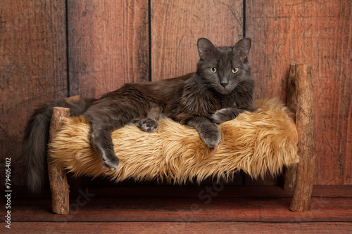 Fototapeta Kot na drewnianym łóżeczku
