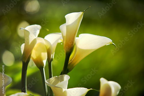 Fotoroleta pąk kwiat obraz graficzny