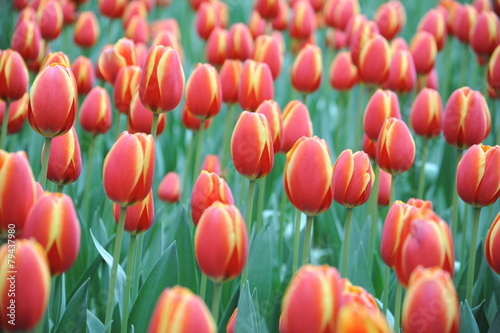 Obraz na płótnie miłość tulipan kwiat