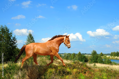 Fotoroleta jeździectwo ogier koń zwierzę klacz