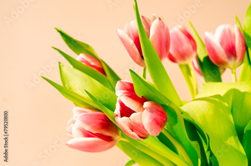 Fotoroleta tulipan natura kwiat ciąć sprężyna