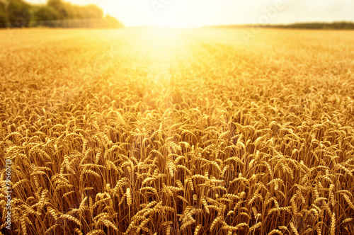 Fototapeta pszenica słońce trawa rolnictwo zboże