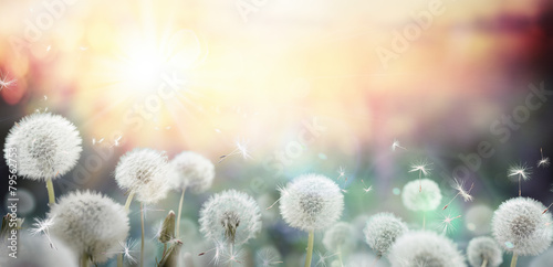 Fotoroleta natura pyłek lato