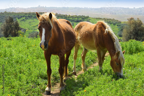 Obraz na płótnie grzywa lato koń