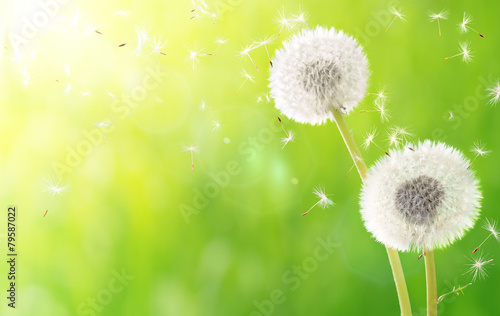 Obraz na płótnie pyłek lato roślina natura