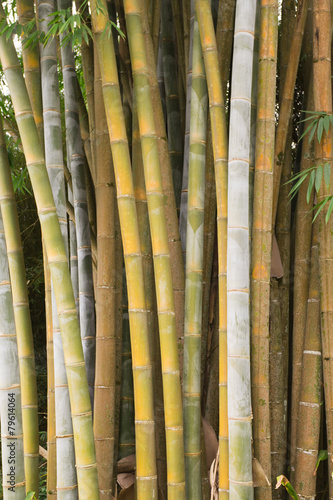 Plakat roślina azjatycki bambus