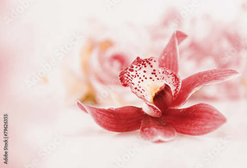 Fototapeta piękny egzotyczny kwiat
