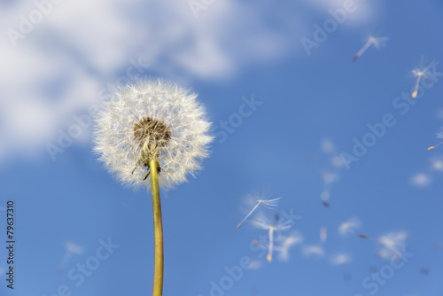 Fototapeta roślina niebo kwiat