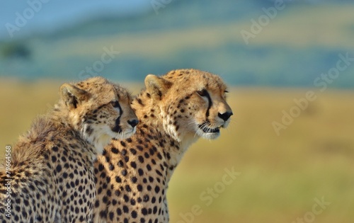 Plakat kot zwierzę gepard afryka safari