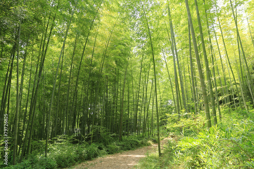 Naklejka roślina bambus obraz krajobraz zielony