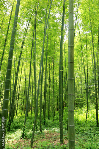 Naklejka krajobraz bambus roślina obraz