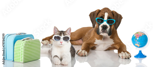 Fotoroleta Kot i pies na wakacjach