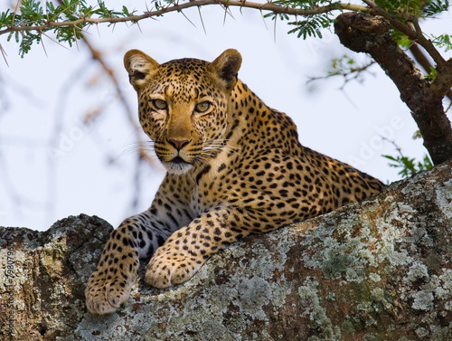 Fototapeta natura kot drzewa safari zwierzę