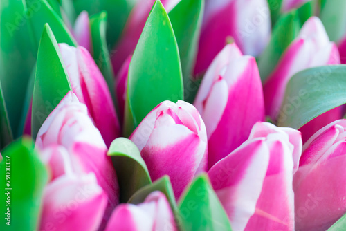 Fototapeta kwiat natura ogród tulipan park