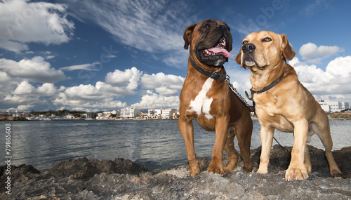 Fototapeta pies labrador zwierzę wybrzeże