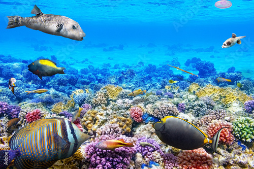 Plakat malediwy egipt egzotyczny meduza krajobraz