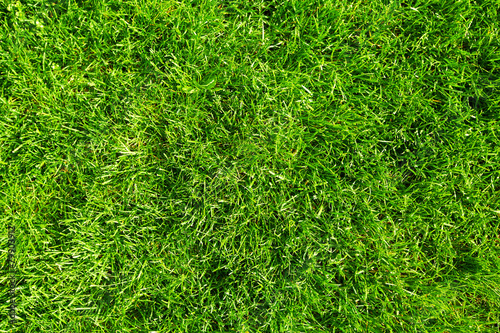 Naklejka Zielona trawa