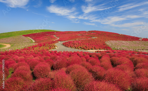 Plakat trawa japonia pejzaż niebo roślina