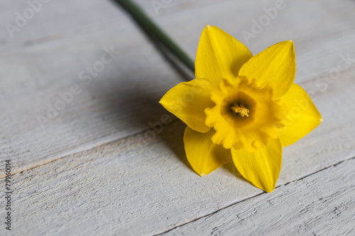 Obraz na płótnie bukiet kwiat narcyz