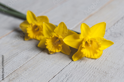 Plakat kwiat narcyz bukiet sezon naturalny