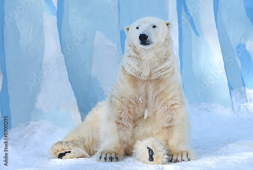 Obraz na płótnie zwierzę północ niedźwiedź śnieg