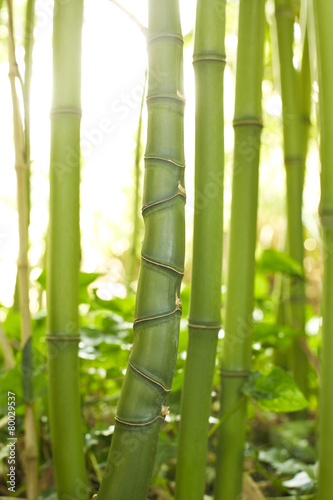 Fototapeta roślinność las stajnia drzewa bambus