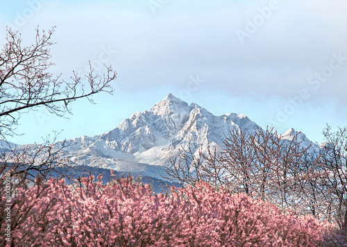 Fototapeta krajobraz panorama kwiat