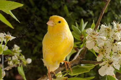 Obraz na płótnie roślina natura ptak ogród