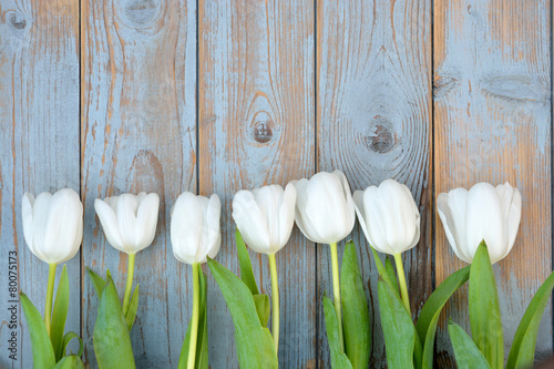 Naklejka miłość tulipan holandia natura stary