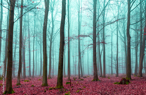 Fototapeta las jesień drzewa