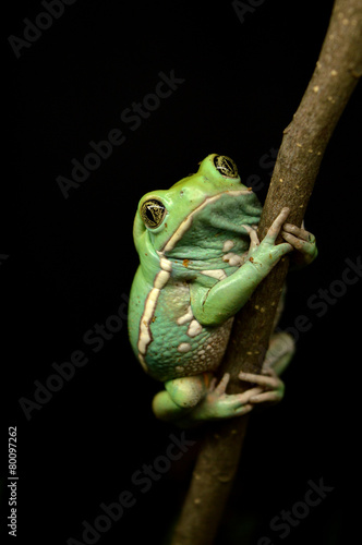 Fototapeta natura żaba płaz zwierzę