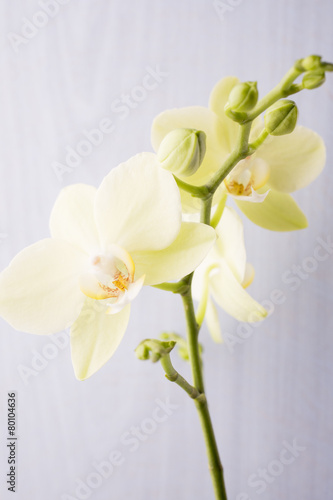Plakat kwiat pąk storczyk