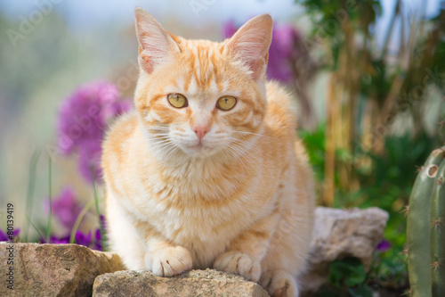 Naklejka Kot siedzi na kamieniach