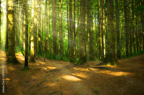 Fototapeta jodła słońce jesień las pejzaż