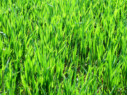 Naklejka trawa lato pszenica pole