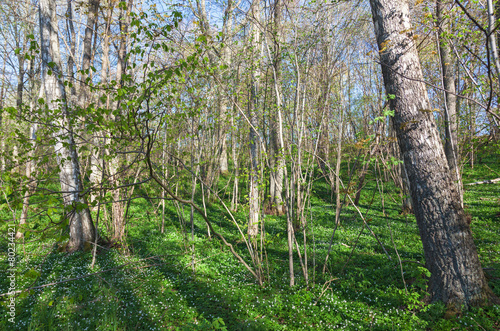 Obraz na płótnie krajobraz pastwisko kwiat wieś las