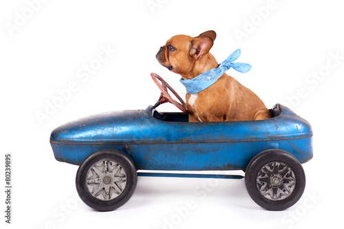 Fototapeta Pies w samochodziku