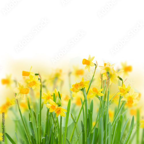 Fotoroleta bukiet piękny ogród kwitnący świeży